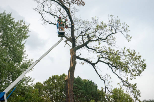 Best Tree Trimming and Pruning  in Crawfordville, FL