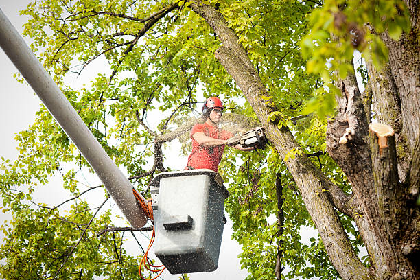 Best Storm Damage Tree Cleanup  in Crawfordville, FL